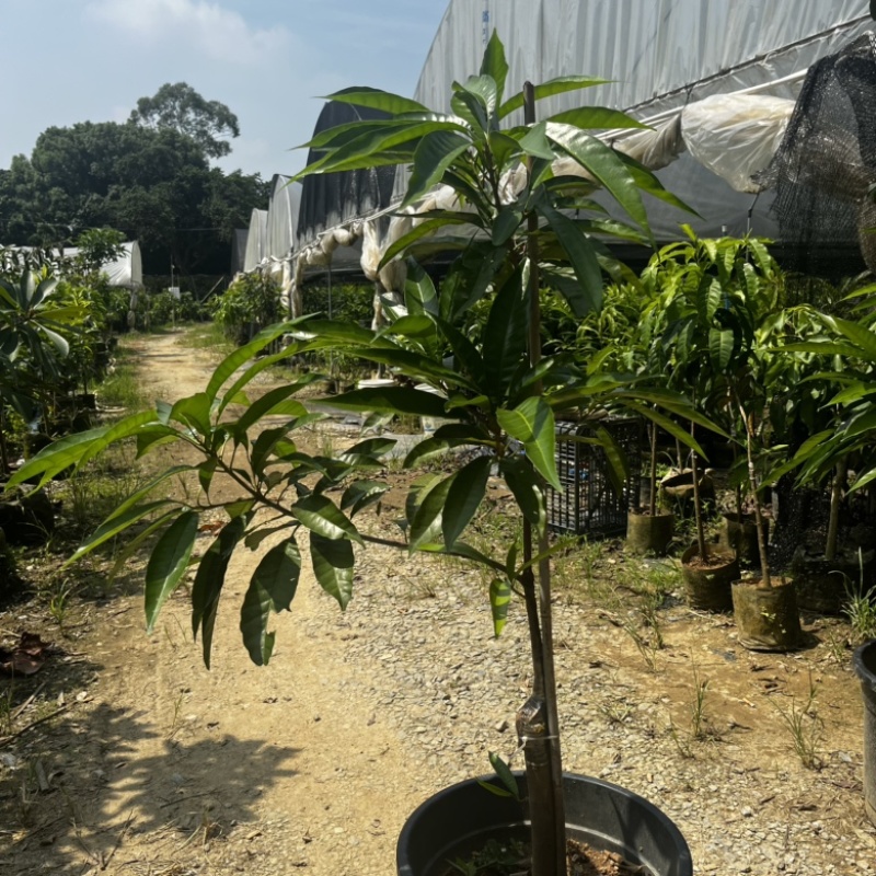 AL罗斯果树苗带榴莲味早上丰产广州基地直发技术支持