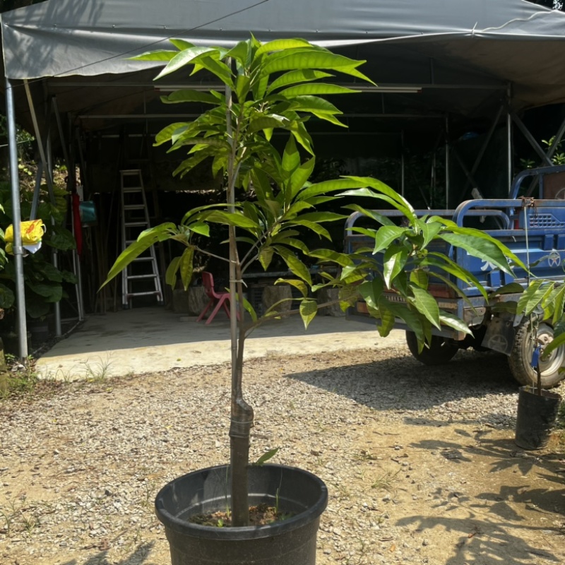 AL罗斯果树苗带榴莲味早上丰产广州基地直发技术支持