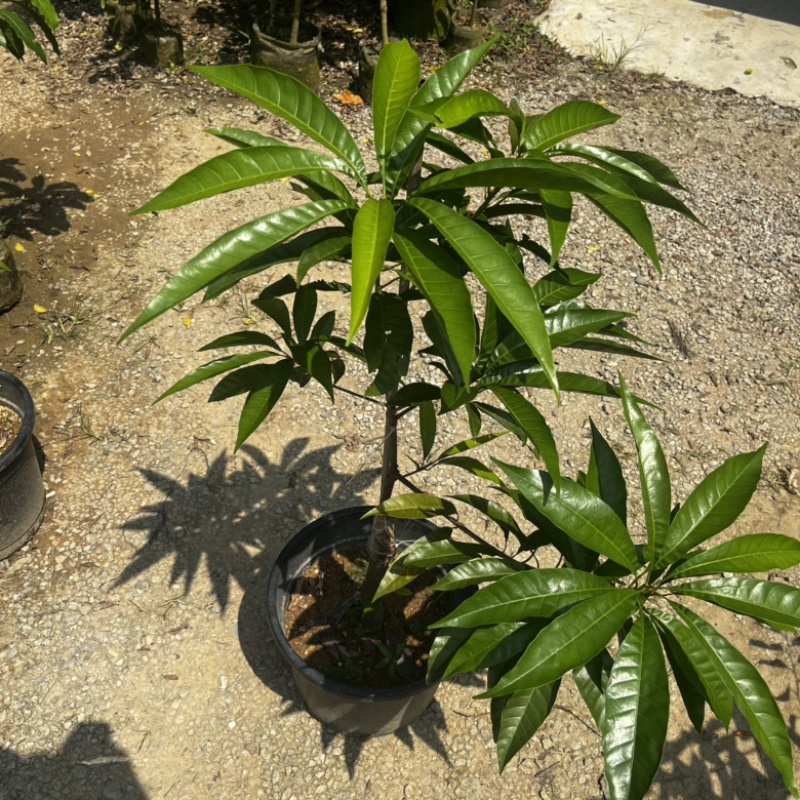 AL罗斯果树苗带榴莲味早上丰产广州基地直发技术支持