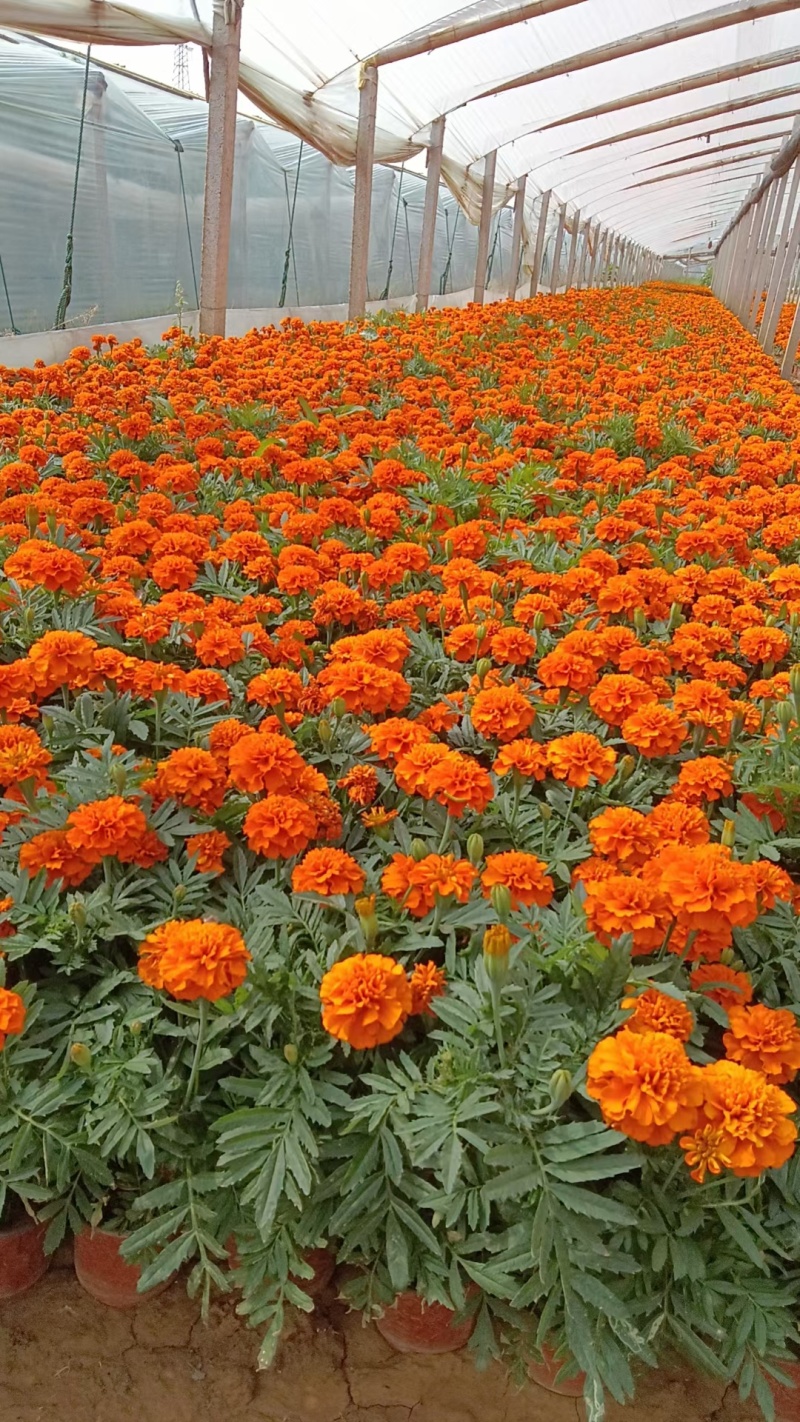 孔雀草
