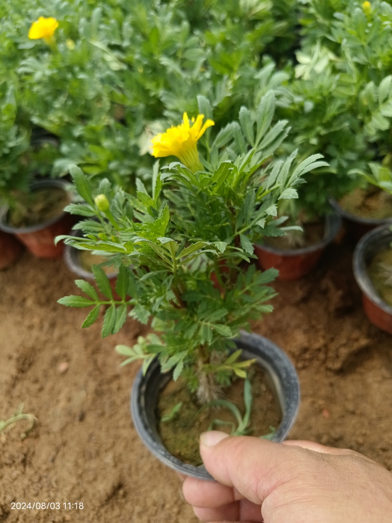 孔雀草