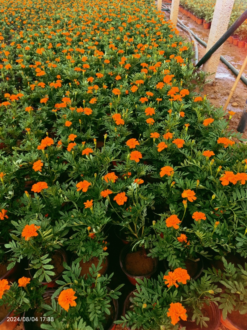 孔雀草