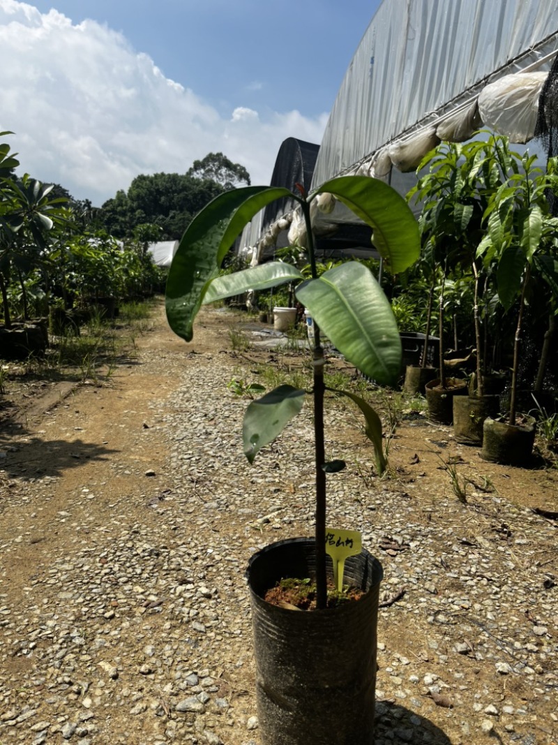 马诺山竹果树苗丰产甜山竹系列广州基地直发技术支持