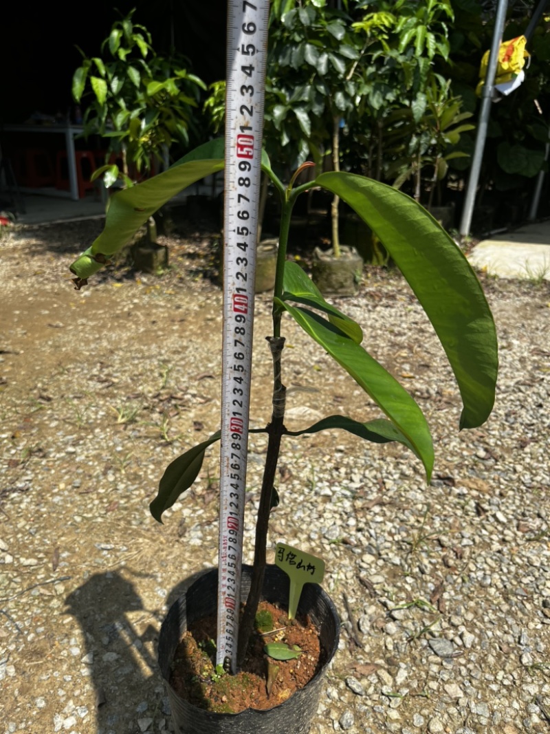 马诺山竹果树苗丰产甜山竹系列广州基地直发技术支持
