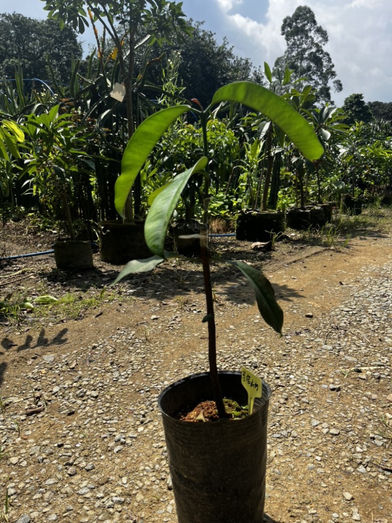 马诺山竹果树苗丰产甜山竹系列广州基地直发技术支持