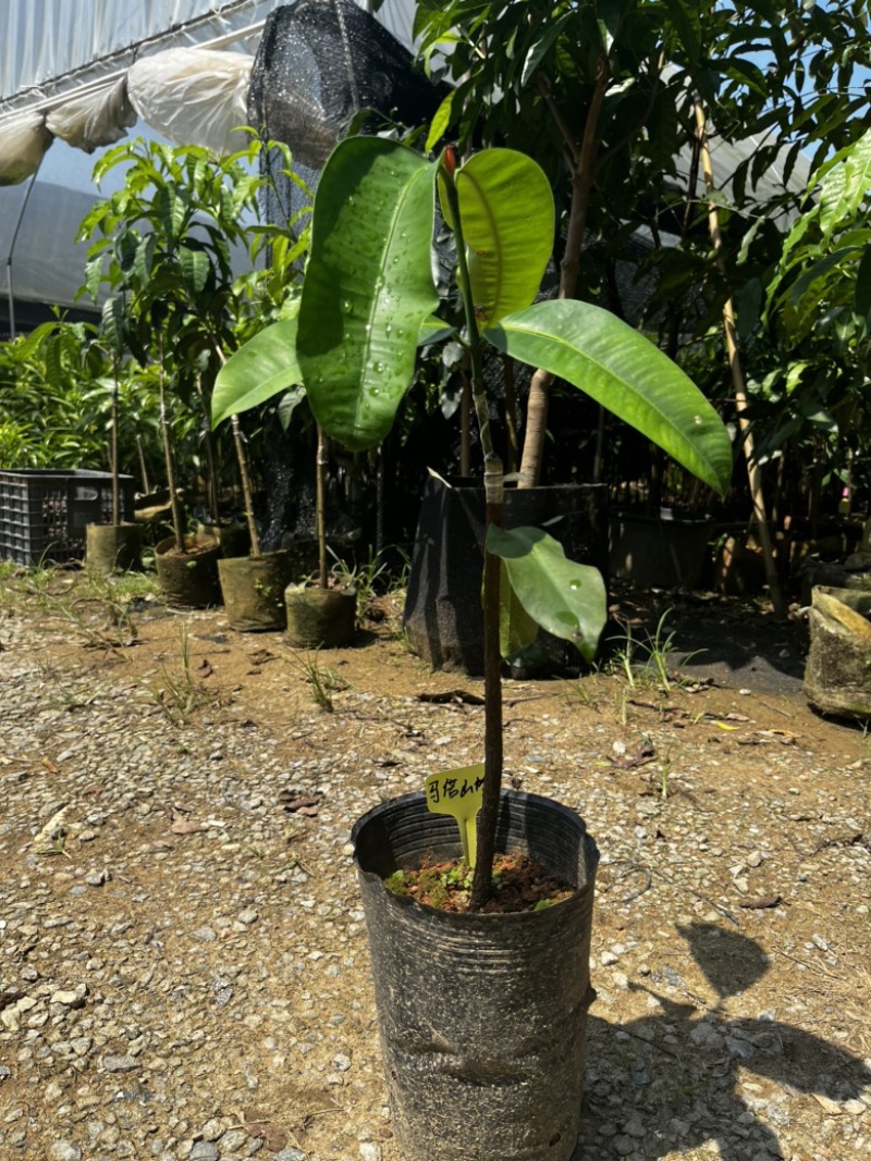 马诺山竹果树苗丰产甜山竹系列广州基地直发技术支持