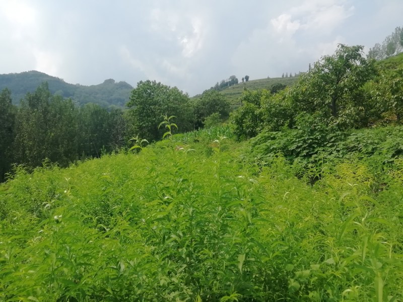 毛桃苗