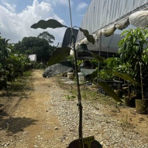 墨西哥山竹果树苗甜度高芒果香风味独特广州基地直发技术支持