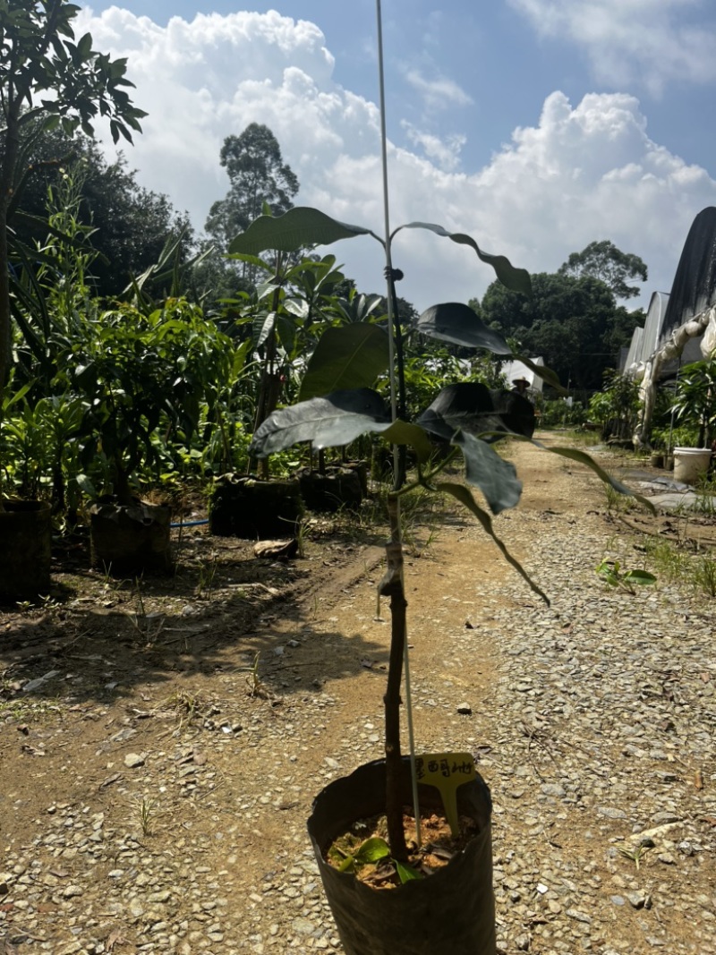 墨西哥山竹果树苗甜度高芒果香风味独特广州基地直发技术支持