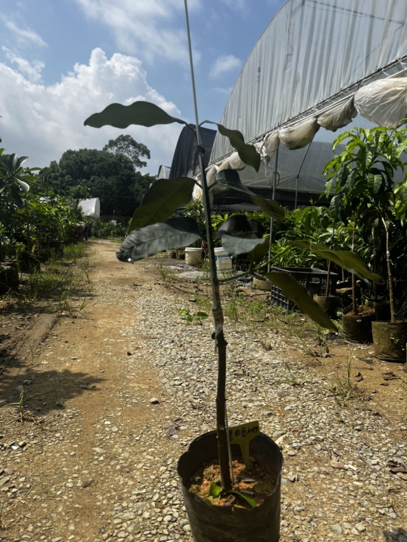 墨西哥山竹果树苗甜度高芒果香风味独特广州基地直发技术支持