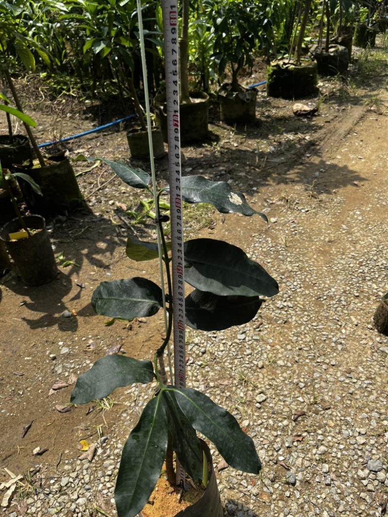 墨西哥山竹果树苗甜度高芒果香风味独特广州基地直发技术支持