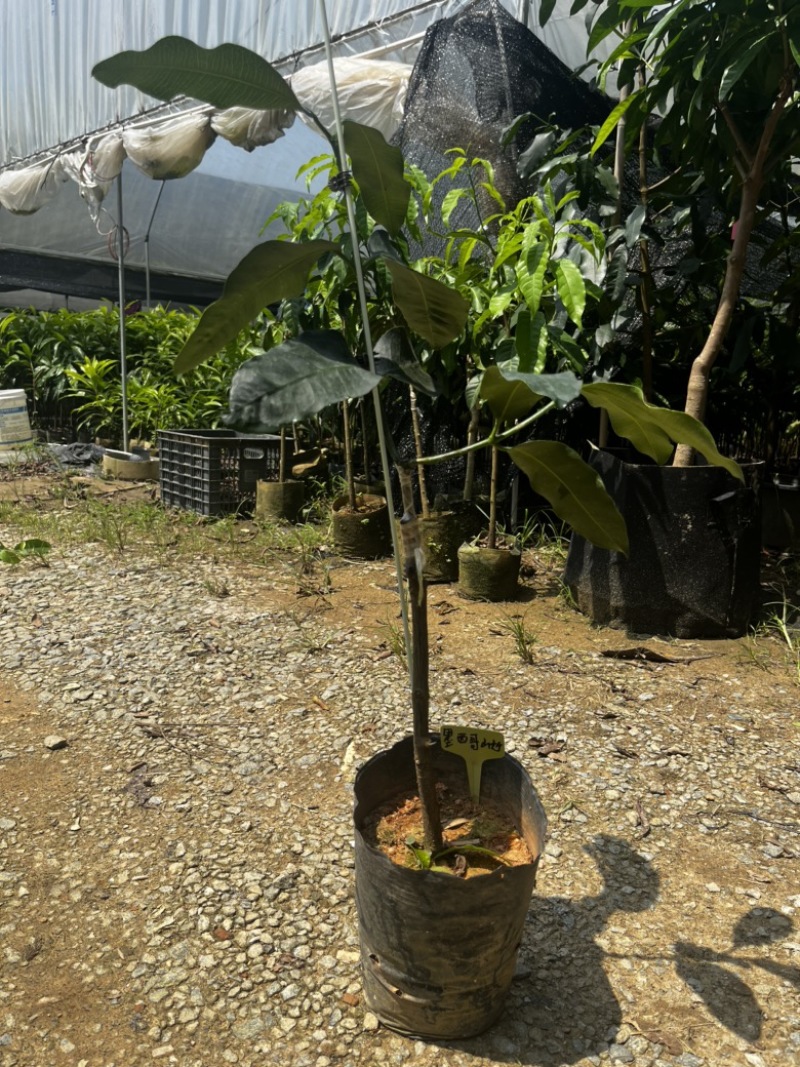 墨西哥山竹果树苗甜度高芒果香风味独特广州基地直发技术支持