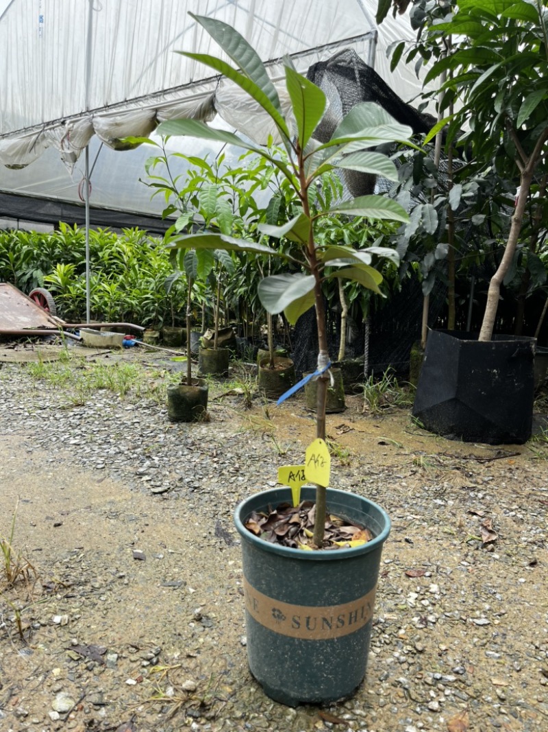 A仔麻美果树苗香甜滑口飘香杏仁味广州基地直发技术支持