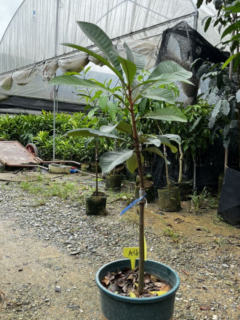 A仔麻美果树苗香甜滑口飘香杏仁味广州基地直发技术支持