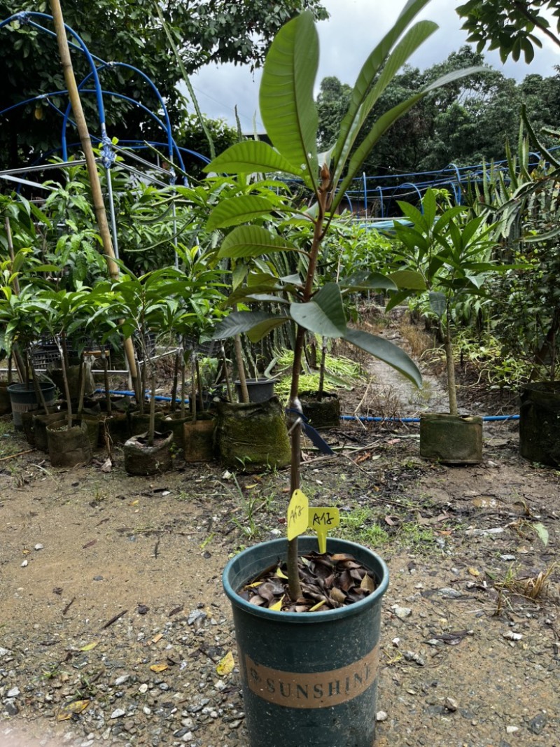 A仔麻美果树苗香甜滑口飘香杏仁味广州基地直发技术支持