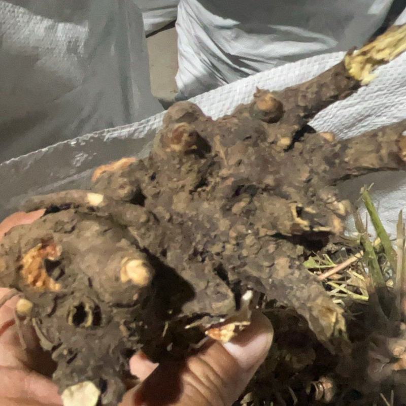 白芍芽，大量有货，产地直发，成活率高，欢迎新老客户前来合