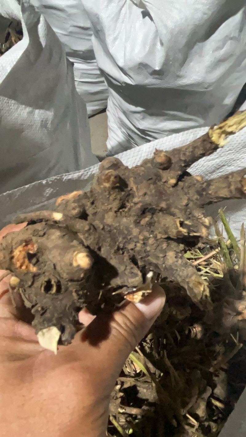白芍芽，大量有货，产地直发，成活率高，欢迎新老客户前来合