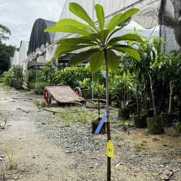 大密红妈咪果树苗广州基地直发技术支持
