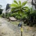 大密红妈咪果树苗广州基地直发技术支持