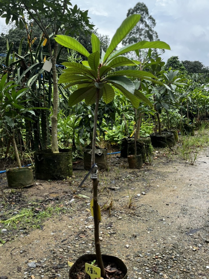 大密红妈咪果树苗广州基地直发技术支持