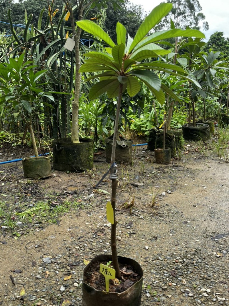 大密红妈咪果树苗广州基地直发技术支持