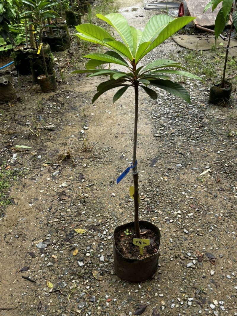 大密红妈咪果树苗广州基地直发技术支持