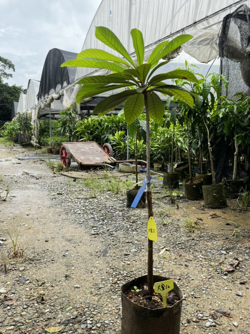 大密红妈咪果树苗广州基地直发技术支持