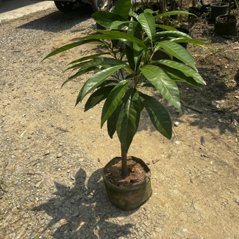 AL罗斯果树苗带榴莲香味早上四季丰产易管理