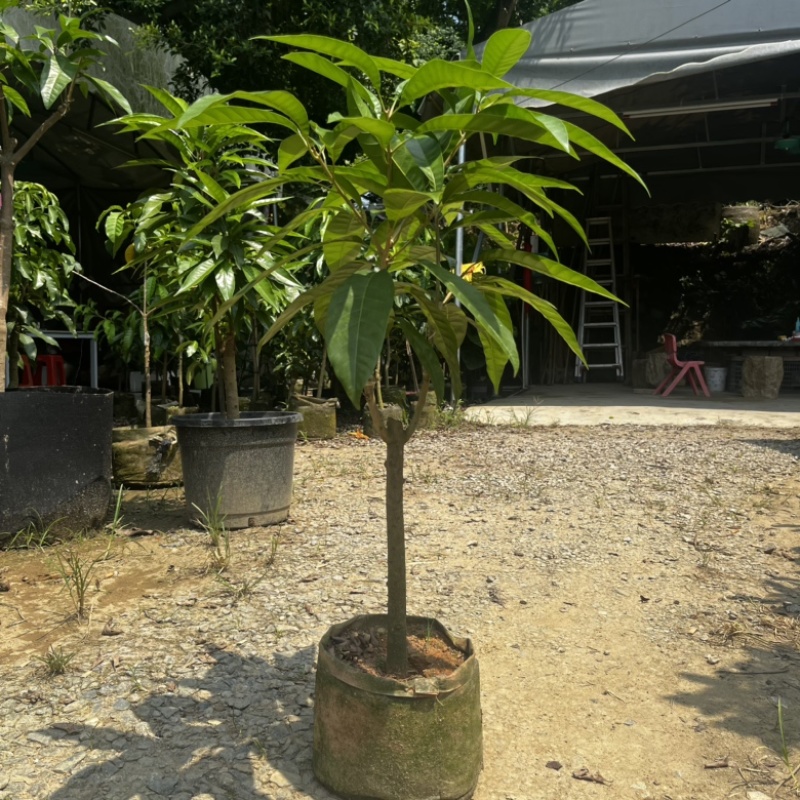 AL罗斯果树苗带榴莲香味早上四季丰产易管理