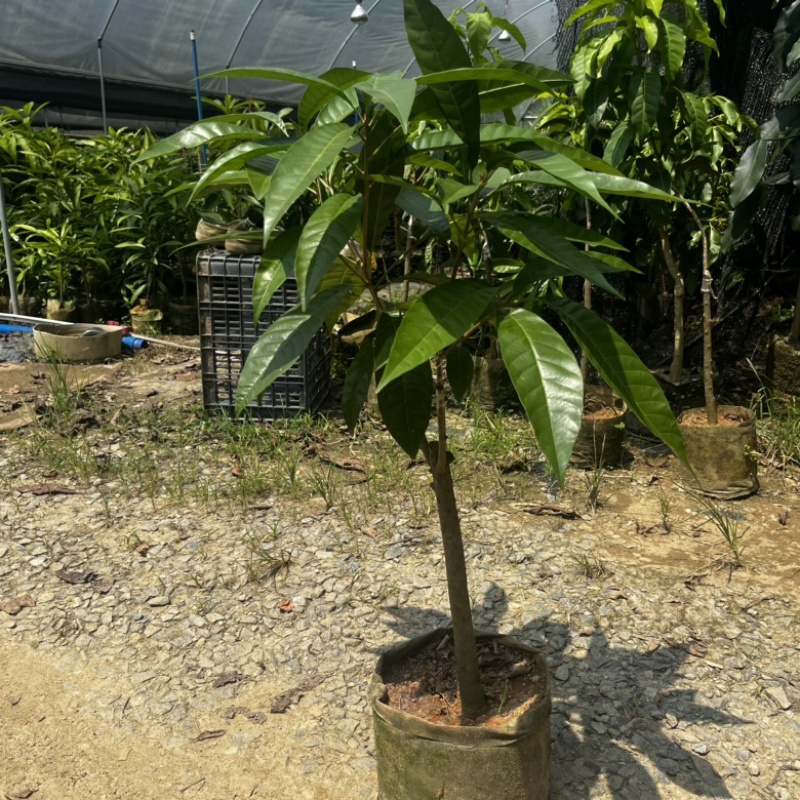 AL罗斯果树苗带榴莲香味早上四季丰产易管理