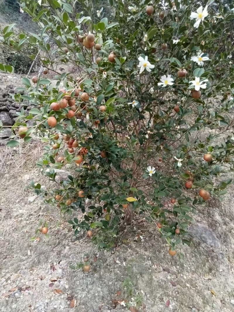 福建福州永泰山茶油，大量现货，新鲜出炉，欢迎前来采购