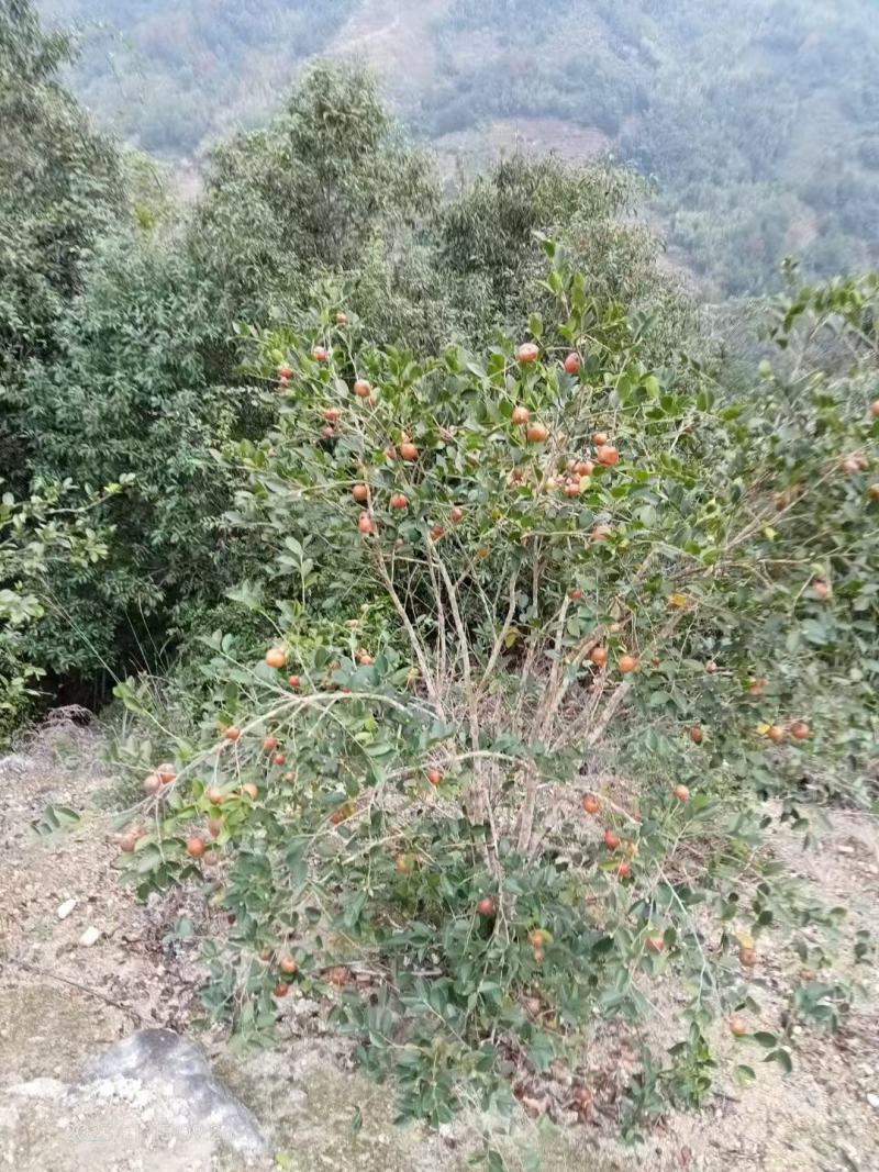 福建永泰山茶油，大量现货