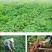 陕西板栗沙地红薯皮薄无丝粉糯干面现挖产地直发代发包邮