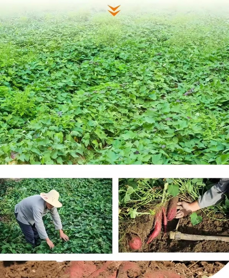 陕西板栗沙地红薯皮薄无丝粉糯干面现挖产地直发代发包邮