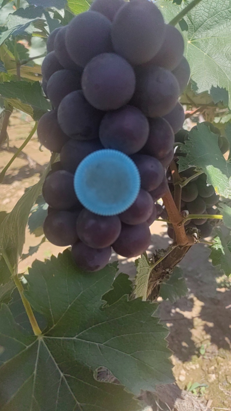 软枝光果巨峰葡萄大量上市