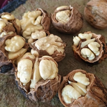 汉源县特产新鲜大核桃产地直销（青皮核桃）皮薄，新鲜采购