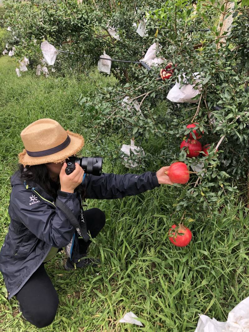 宾川软籽石榴，全渠道对接，品质保证，诚信经营