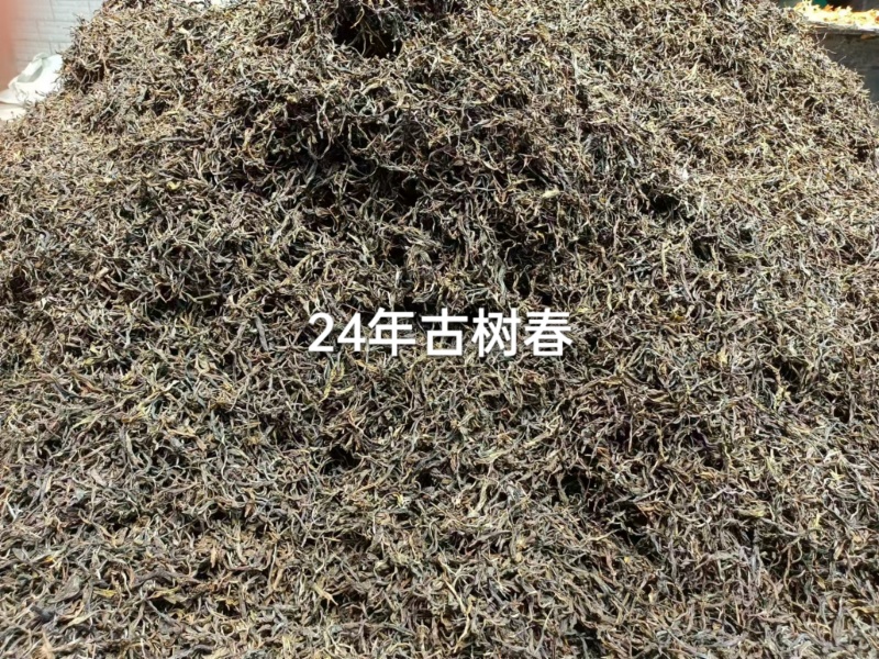 临沧凤庆22年春茶古树散茶纯料生态茶叶，自家茶叶