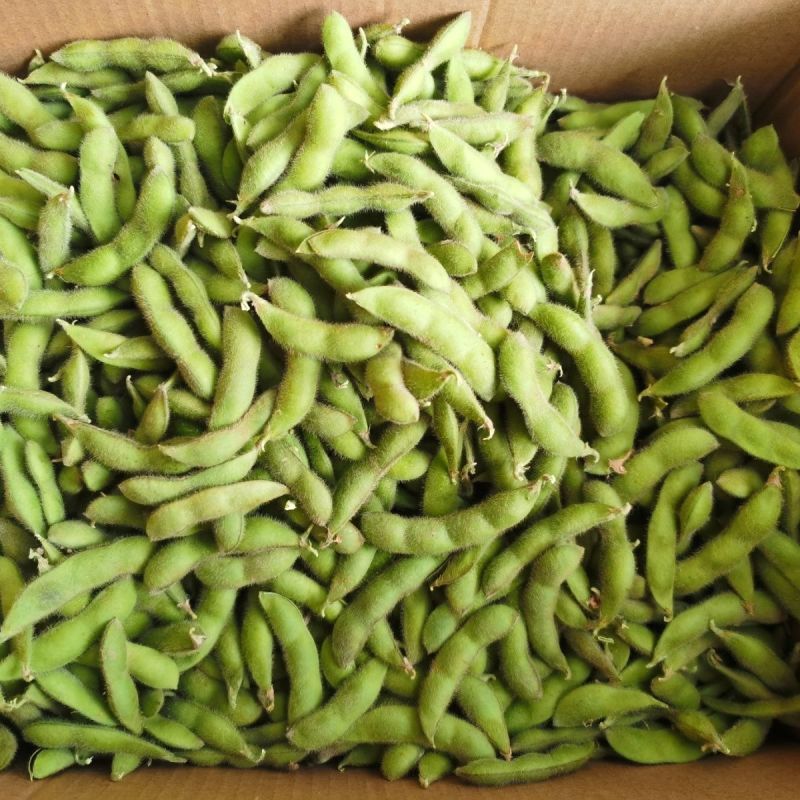 【精选】云南豌豆大量供应物美价廉货源充足视频看货