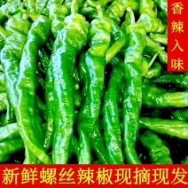 【香辣入味】精品螺丝椒品质保证价格实惠现摘现发