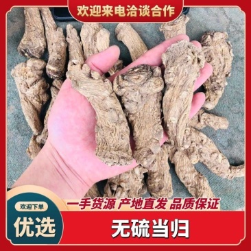 甘肃岷县无硫当归头手选当归产地直供量大从优全国发货
