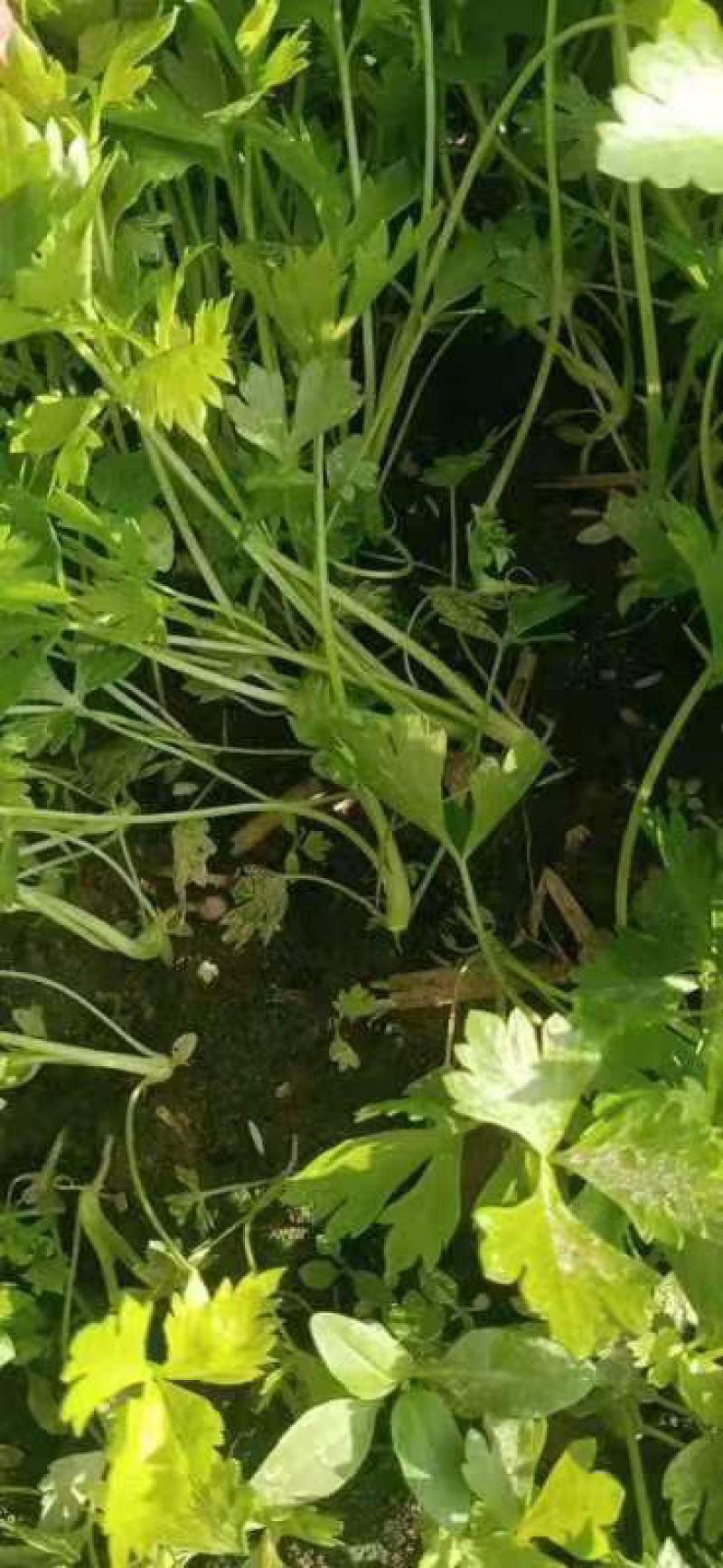 芹菜苗根系发达，易成活，保质保量，欢迎咨询
