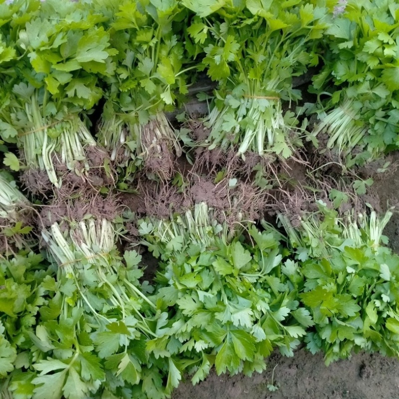 芹菜苗根系发达，易成活，保质保量，欢迎咨询
