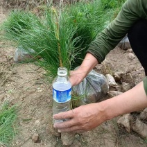 两年生营养袋油松基地直销一手货源欢迎选购