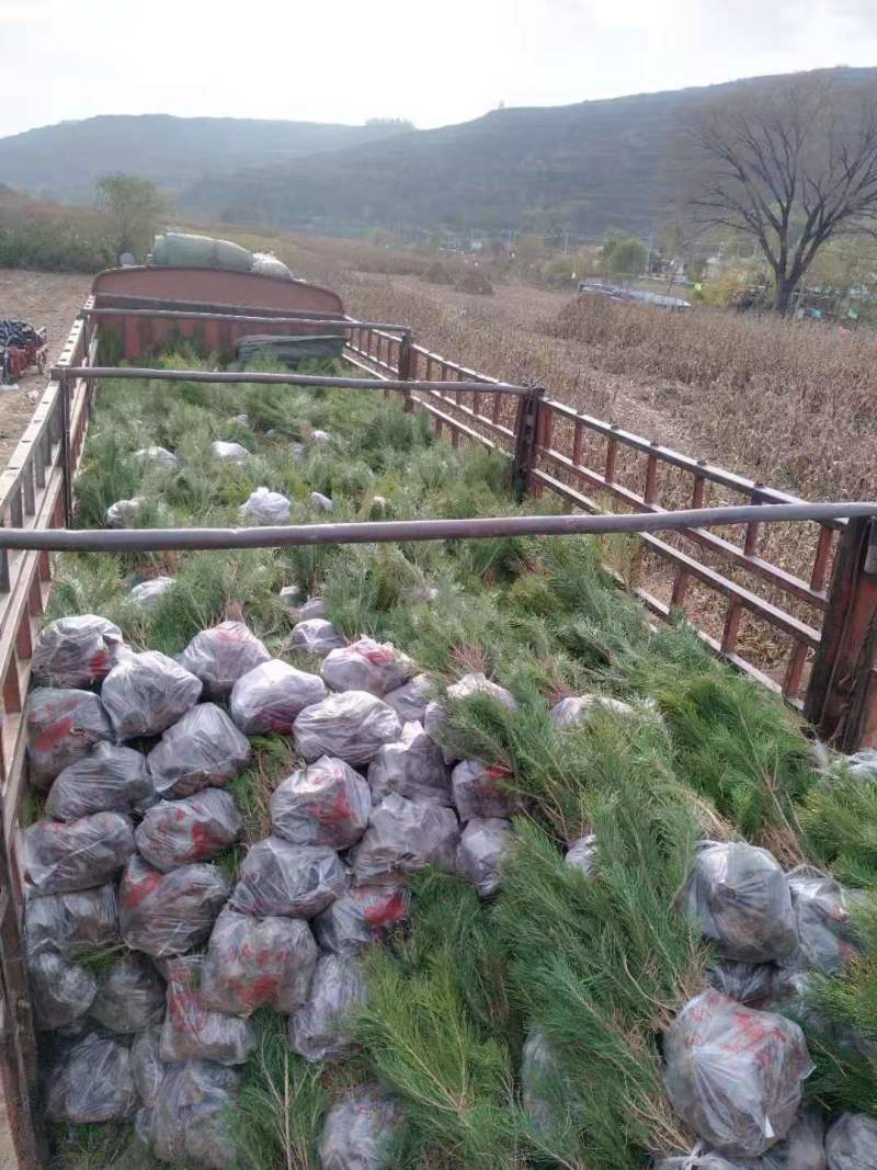 两年生营养袋油松基地直销一手货源欢迎选购