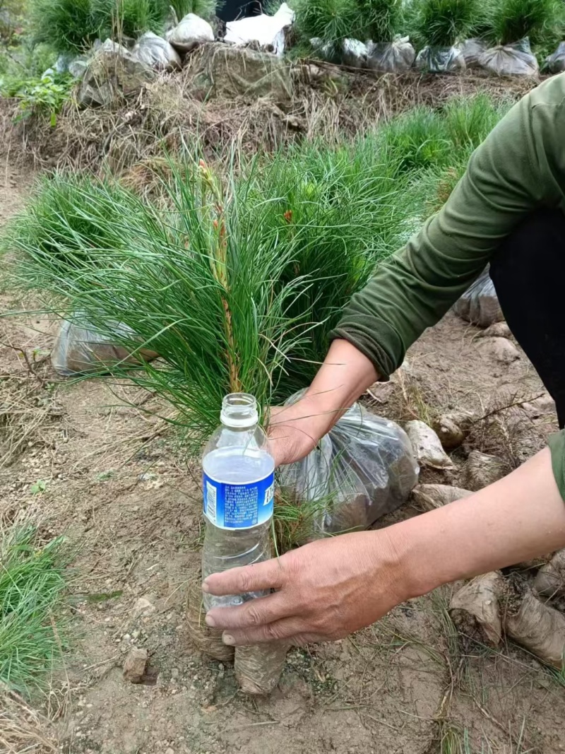 两年生营养袋油松基地直销一手货源欢迎选购