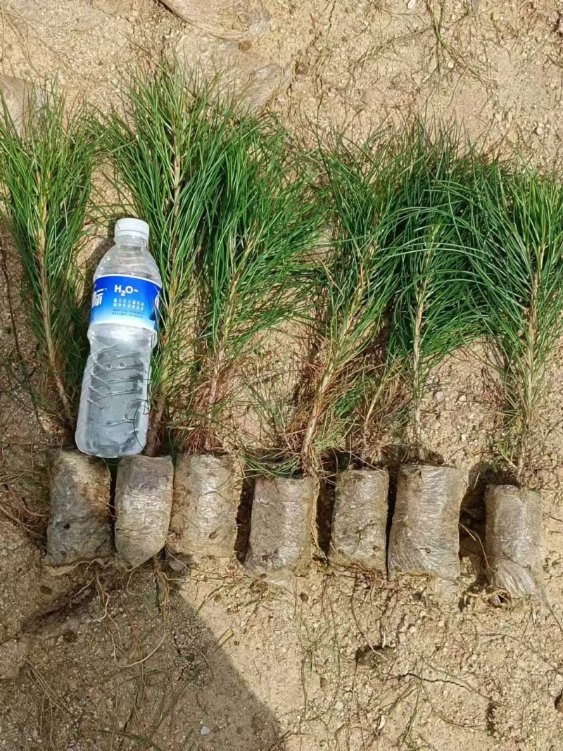 两年生营养袋油松基地直销一手货源欢迎选购
