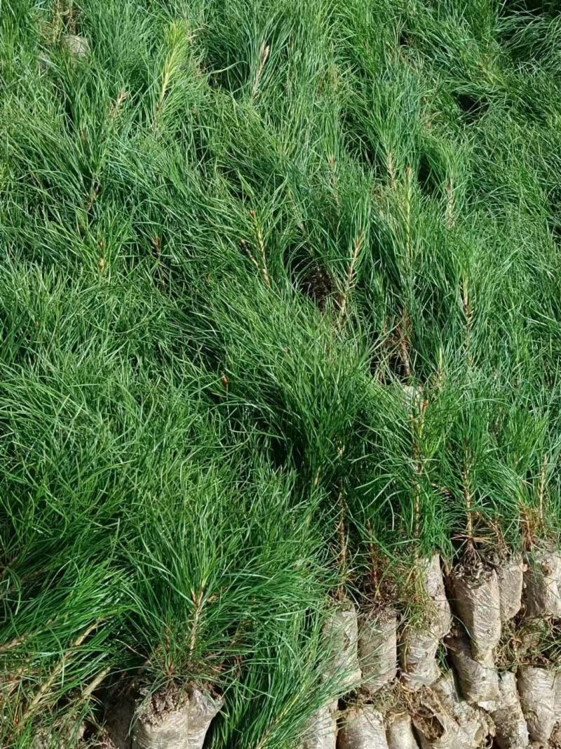 两年生营养袋油松基地直销一手货源欢迎选购