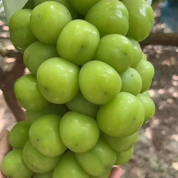 套袋阳光玫瑰葡萄颗粒大，串形好，糖度高口感甜基地现摘