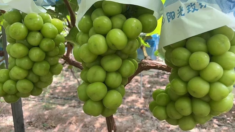 套袋阳光玫瑰葡萄颗粒大，串形好，糖度高口感甜基地现摘